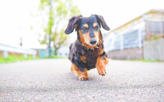犬用おやつの新しい選択肢!鹿肉を選ぶメリット・与えるときの注意点