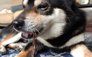 愛犬のおやつ、鹿肉と鶏肉なら、どちらを選ぶべき?
