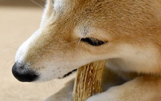 鹿角で簡単デンタルケア!愛犬にやさしい自然派の新習慣