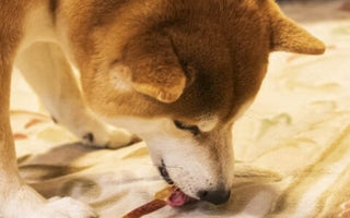 【犬おやつ】シニア犬におすすめ!国産ジャーキーの選び方や与え方の注意点