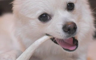 犬のおやつ・ガムに鹿の角を!疑問点・選び方・与え方とは?