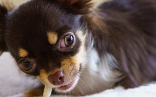 【犬おやつ】愛犬の歯石が気になる!アキレス腱ガムがおすすめの理由などを解説
