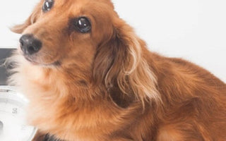 【低カロリーの犬おやつ】愛犬のダイエット成功の鍵!ジャーキーの見極め方
