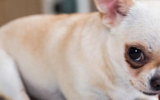 【犬 おやつ】愛犬の健康維持に欠かせない栄養!タンパク質の必要量や補い方