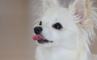 愛犬に鹿肉ジャーキーを与える前に!知っておきたい基本的な情報