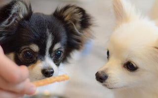 子犬にジャーキーを与えるのはいつから?選ぶ際の注意点や与え方なども解説
