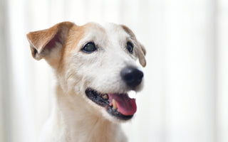シニア犬におやつは必要?与える理由と正しい選び方を解説