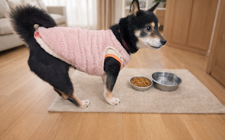 犬のおやつに含まれる添加物一覧｜役割・種類・注意点を解説