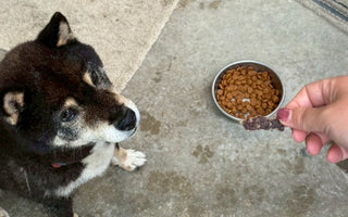 子犬用おやつの安全な選び方と与え方：鹿肉がおすすめの理由とは？