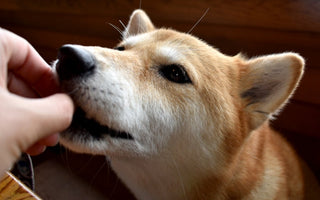 犬のタンパク質補給はドッグフード？おやつ？違いと上手な使い分け方