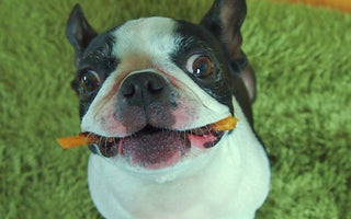 鹿肉は犬のアレルギーに効く？新奇タンパクのメリットと注意点