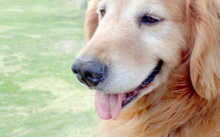 夏バテ気味の愛犬に！食欲を刺激するおやつで乗り切る方法