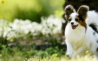 犬の食物アレルギーが増えている理由は？鹿肉ジャーキーの特徴も解説